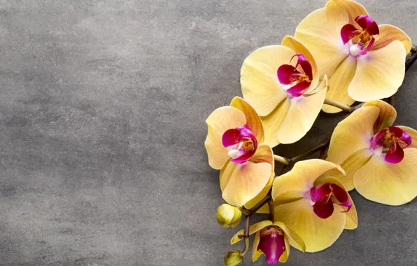 Картинка yellow, орхидея, flowers, orchid