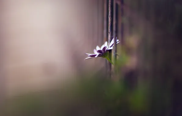 Картинка цветок, фон, забор