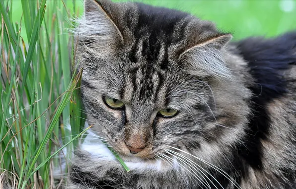 Картинка кошка, трава, макро