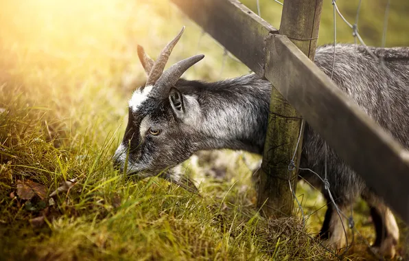 Картинка природа, забор, коза