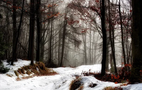 Картинка зима, дорога, лес