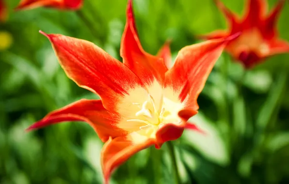 Картинка цветок, цветы, красный, яркий, тюльпан, весна, тюльпаны, tulips