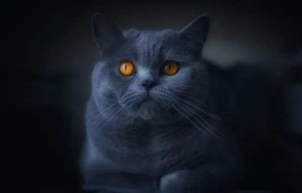 Картинка кот, взгляд, чёрный фон
