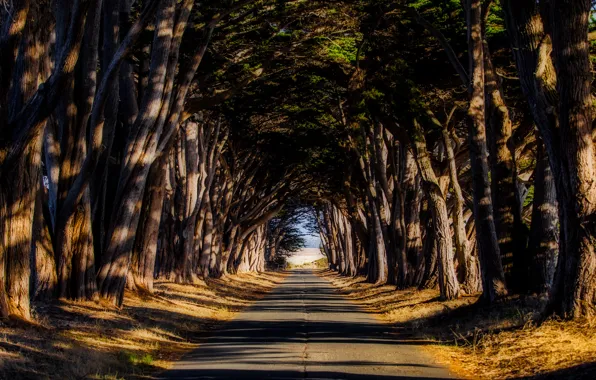 Картинка дорога, осень, деревья