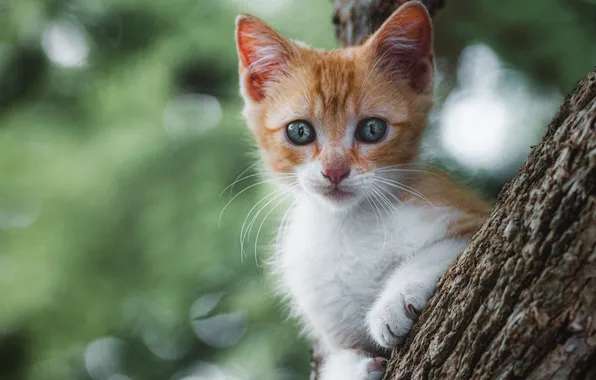Кошка, взгляд, поза, котенок, дерево, лапки, рыжий, голубые глаза