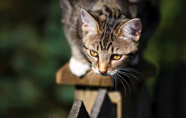 Кошка, взгляд, свет, котенок, забор, портрет, котёнок, мордашка