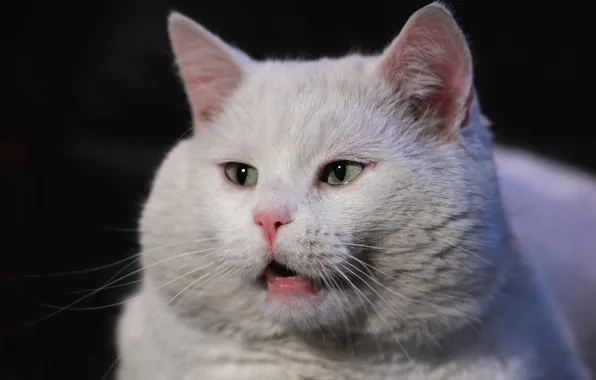Кошка, белый, кот, морда, темный фон, портрет, котик, зеленые глаза