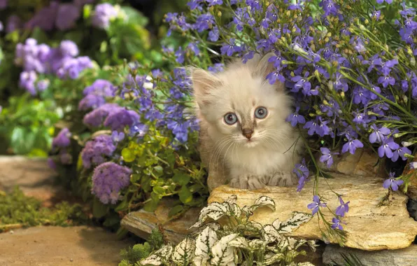 Кошка, кот, цветы, камни, котенок, сиреневые, котэ, выглядывает