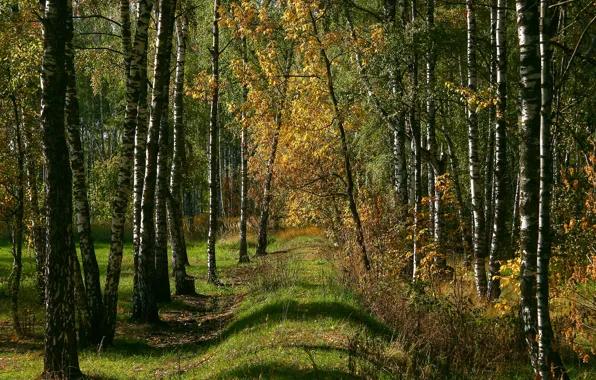 Осень, лес, солнце, природа, поляна, чаща, солнечно, русская