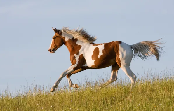 Картинка трава, конь, лошадь, бег, бежит