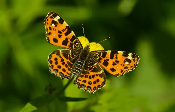 Картинка Макро, Бабочка, Боке, Bokeh, Macro, Butterfly