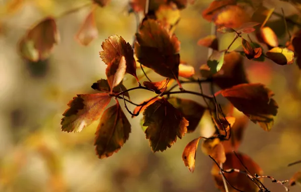 Картинка осень, макро, листва, ветка, Janet рhotography