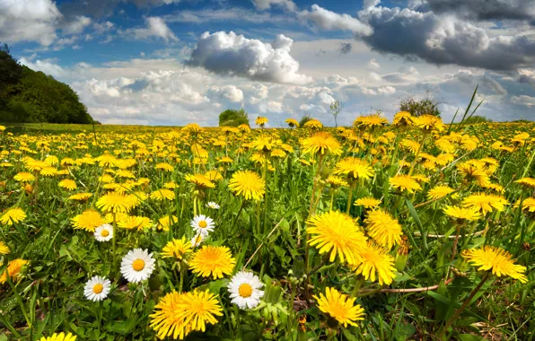 Картинка поле, небо, цветы, весна, луг, одуванчики, nature