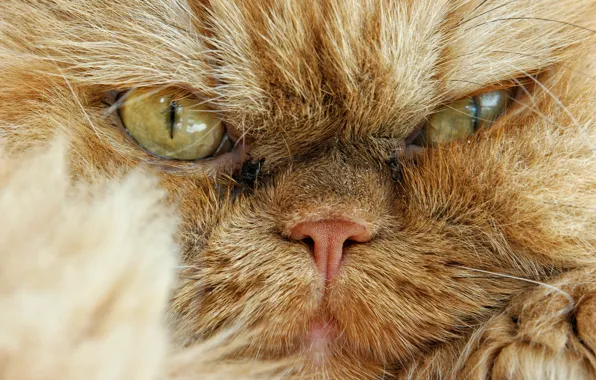 Кот, взгляд, мордочка, сердитый, Персидская кошка