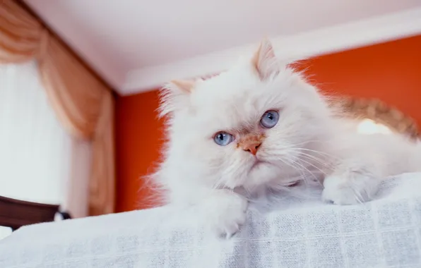 Кот, взгляд, пушистый, перс, мордочка, голубые глаза, персидская кошка