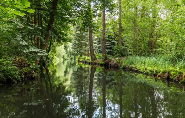 Картинка лес, Германия, речка, Spreewald