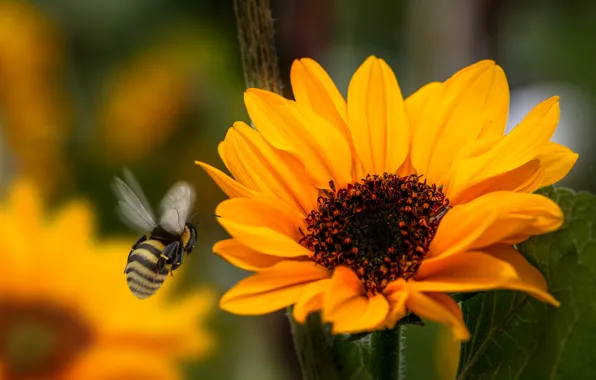 Nature, garden, plant, petals, sunflower