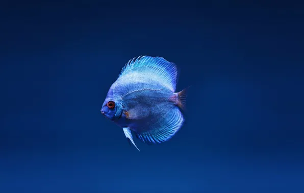 Рыбка, fish, aquarium fish, аквариумная рыба, Голубой Дискус, Blue Discus