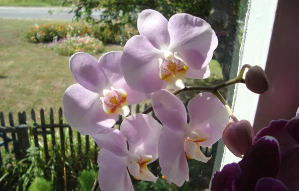 Цветочки, для настроения, орхидейка