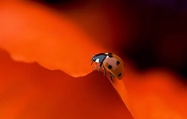 Картинка colorful, flower, macro, orange, animal, petals, insect, Ladybug