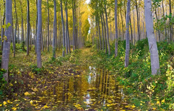 Картинка осень, лес, вода, роща, осина