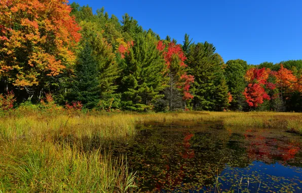 Картинка осень, лес, небо, трава, деревья, пруд