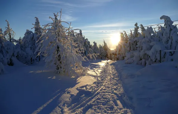 Картинка зима, лес, свет, снег, утро