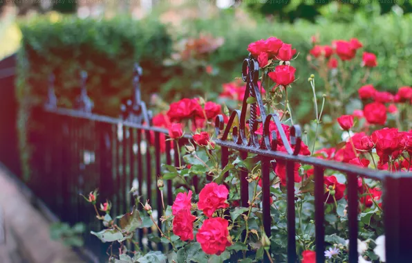 Цветы, забор, ограда, лепестки