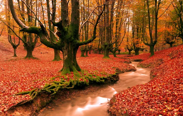 Картинка осень, лес, деревья, природа, ручей, листва, вечер, испания