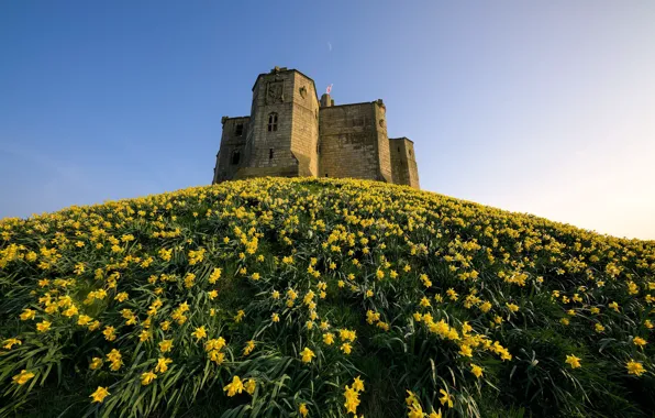 England, Narcissus, Ruined, Daffodil Castle