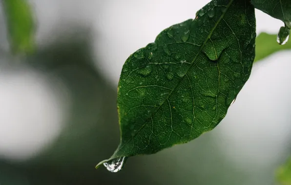 Капли, макро, лист, leaf, drop of water, water droplet