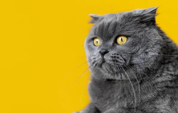 Кошка, кот, серый, портрет, желтый фон, британский