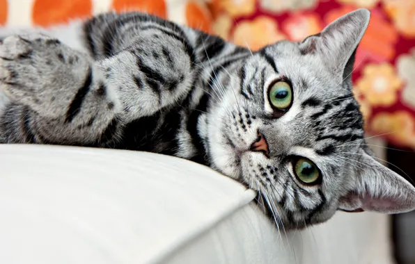 Картинка кот, взгляд, полосатый, американский короткошерстный