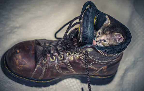 Картинка котёнок, шнурки, ботинок, удобно, устроился