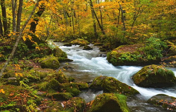 Осень, лес, листья, деревья, ветки, ручей, камни, листва