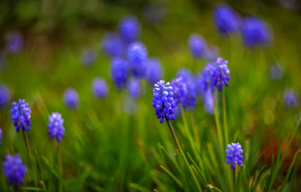 Макро, цветы, размытость, синие, Мускари