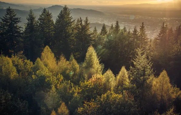 Картинка лес, Black forest sunset, Sonnenuntergang im Schwarzwald