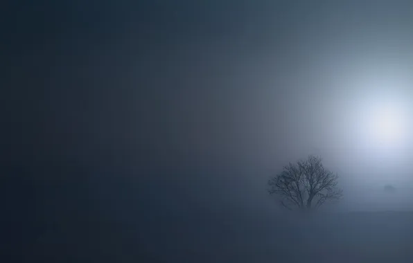 Картинка поле, ночь, туман, дерево