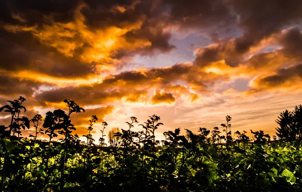 Light, Clouds, Sky, Sun, Autumn, Evening, Field, Dusk