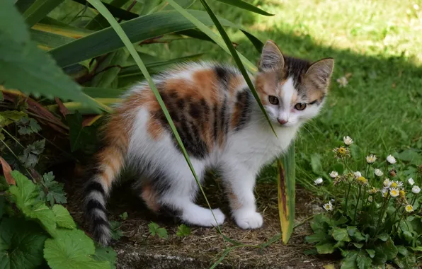 Листья, котенок, пятнистый