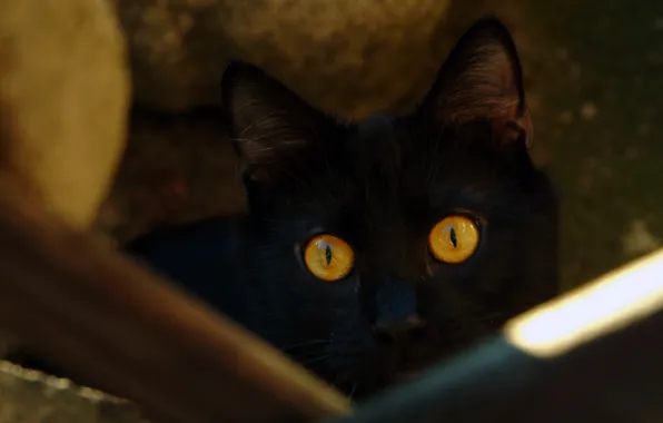 Картинка кошка, глаза, кот, черный