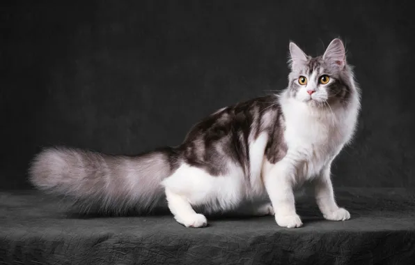 Кошка, кот, взгляд, морда, поза, темный фон, стоит, серый фон