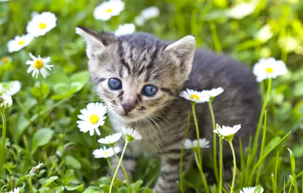 Взгляд, цветы, ромашки, малыш, мордочка, котёнок