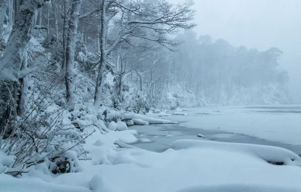 Картинка зима, лес, снег, деревья, озеро, Чили, Chile, Lago del Toro