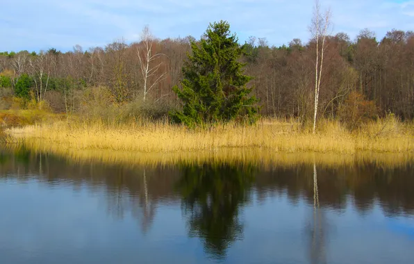 Water, lake, tree, pond, cane