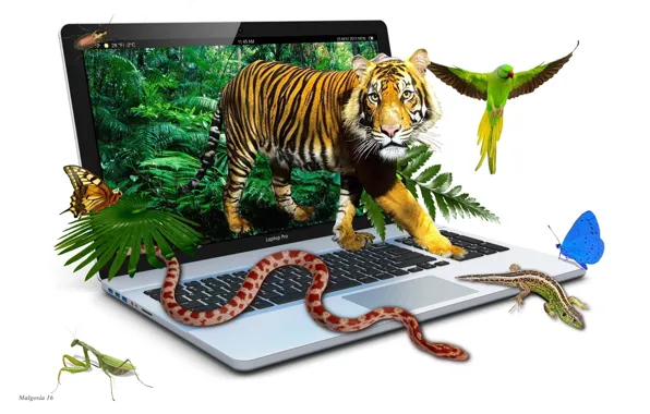 Graphics, animals, jungle, tiger, funny, laptop