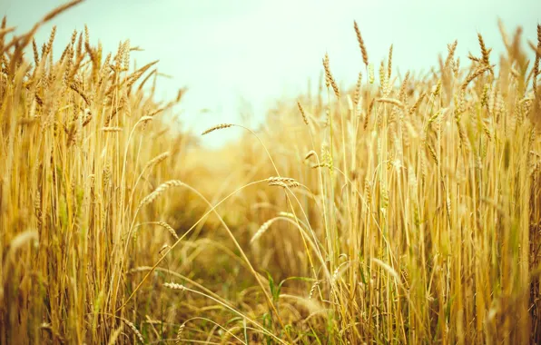 Пшеница, поле, лето, солнце, макро, фон, обои, рожь