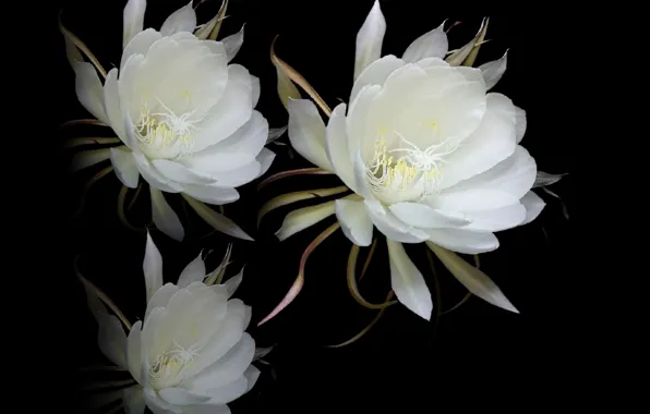 Flowers, petals, Plant, pistils, stambs, bloosson