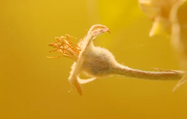 Fruit, plant, twig