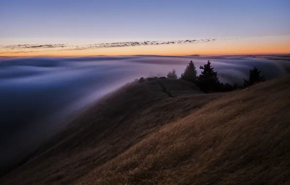 Картинка лес, небо, туман, вечер, утро, Калифорния, США